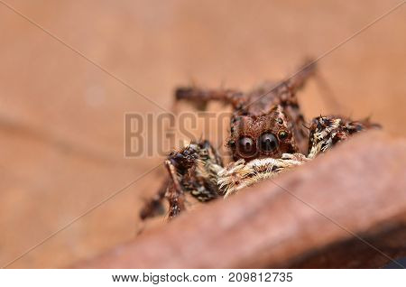 macro image of the world's most intelligent spider - Fringed Jumping Spider