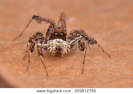 macro image of the world's most intelligent spider - Fringed Jumping Spider