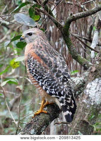 Red Shouldered Hawk at Corkscrew Swamp Sanctuary