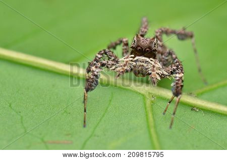 macro image of the world's most intelligent spider - Fringed Jumping Spider