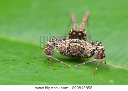 macro image of the world's most intelligent spider - Fringed Jumping Spider