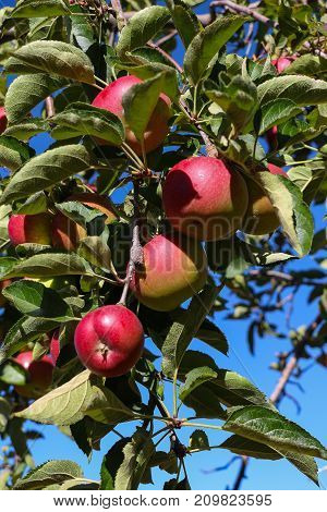 Several large red apples hanging overhead on a green  leafy branch of an old (100 years) heritage apple tree against a blue sky in an orchard on Palomar Mountain, California in the fall.