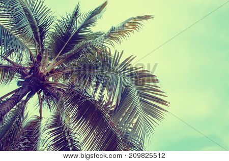 Plam tree on the white background (palm tree coconut)
