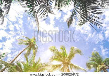 Plam tree on the white background (palm tree coconut)
