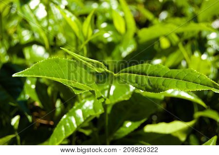 Green tea leaves on plantation. Coonor, Nilgiri, India Tamil Nadu