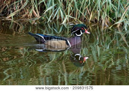 Wood Duck Bird At Delta Bc Canada 2017 Oct.
