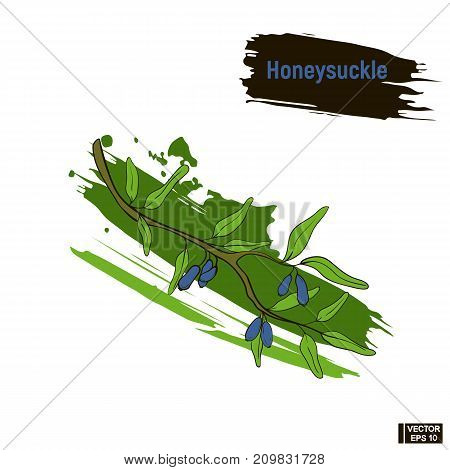 Colored Image Berry, Honeysuckle Sketch