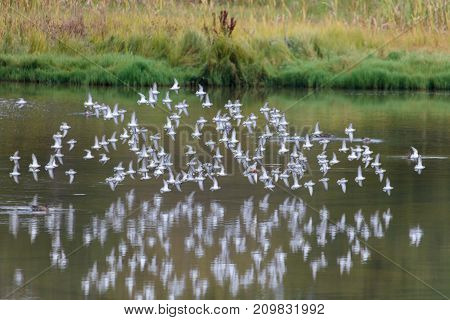 Flying Sandpiper At Delte Bc Canada 2017 Sep.