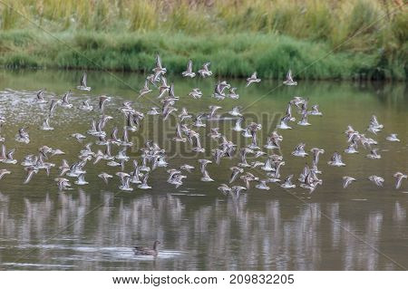 Flying Sandpiper At Delte Bc Canada 2017 Sep.