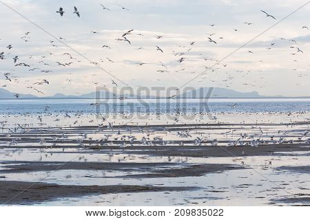 Flock Flying Gulls At Boundary Bay Delte Bc Canada 2017 Oct.