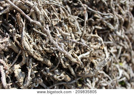 Closeup of dry tangled dead tree roots on single pile and sunny day covered with sunlight