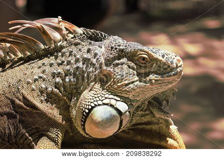 Close up of Iguana Head in daylight