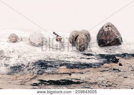 close up of ossicles on wooden background