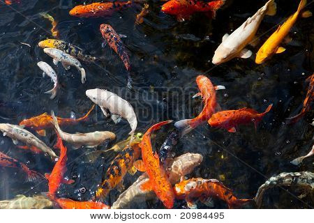 Fishpond