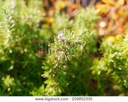 resh Rosemary Herb grow outdoor. Rosemary leaves Close-up in italy
