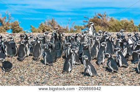 Magellanic penguins in Patagonia Argentina South America