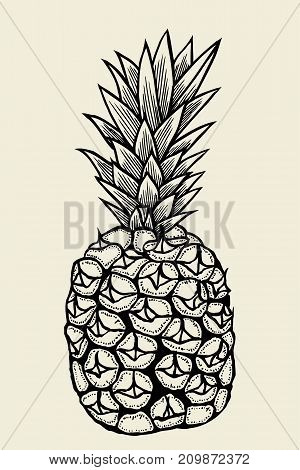 Vector hand drawn pineapple. Tropical summer fruit engraved style illustration. 