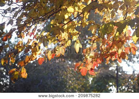 Lush Autumn Foliage Of Snowball Tree Backlit By Sunset Sunlight. Concept Of Medicinal Plants. Beauti
