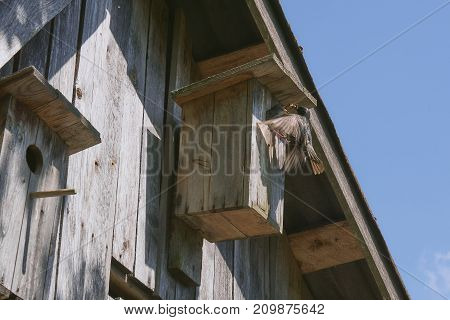 Wooden Birdhouse With Its Inhabitant Starling