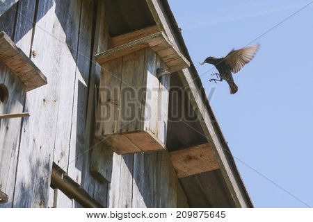 Wooden Birdhouse With Its Inhabitant Starling