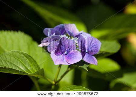 Closeup of blooming purple hortensia flower hydrangea serrata flower with natural green background. Selective focus. Shallow depth of field.