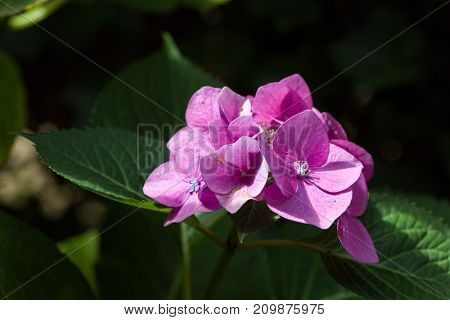 Closeup of blooming purple hortensia flower hydrangea serrata flower with natural green background. Selective focus. Shallow depth of field.