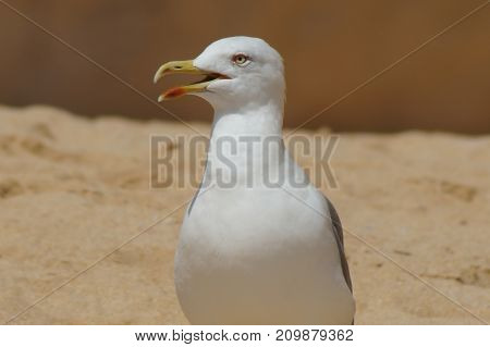 OIseaux en extérieur, Sud du Portugal - Algarve