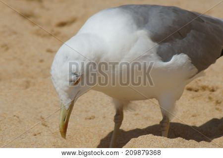 OIseaux en extérieur, Sud du Portugal - Algarve