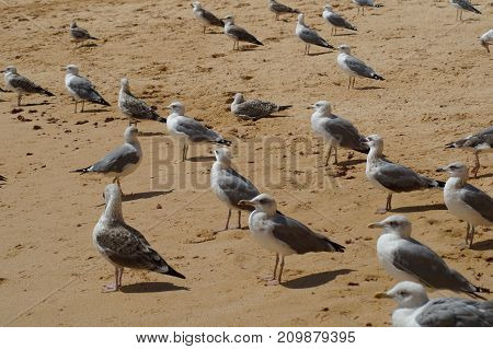 OIseaux en extérieur, Sud du Portugal - Algarve