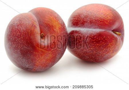 Blommer the finest Dansih plum isolated over white background