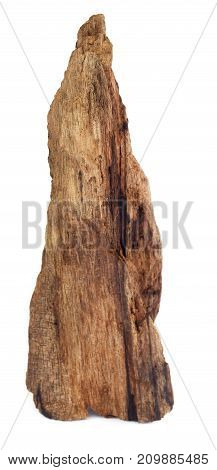 Closeup of natural bogwood over white background