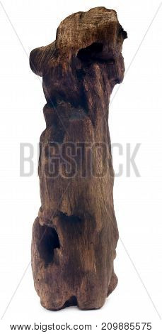 Closeup of Decorative bogwood isolated over white background