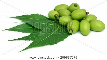Medicinal neem leaves with fruit over white background