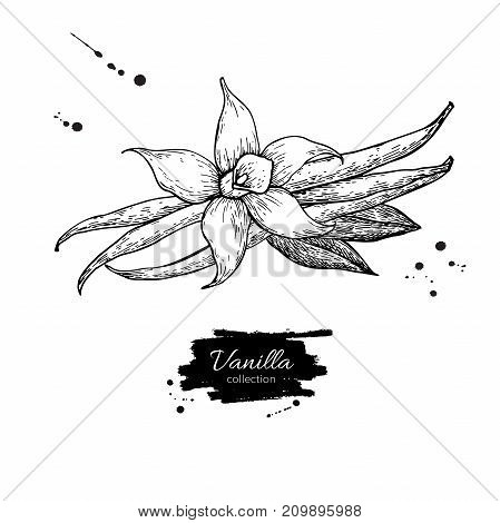 Vanilla flower and bean stick vector drawing. Hand drawn sketch food illustration isolated on white. Engraved style spice and flavor object. Cooking and aromaterapy ingredient.