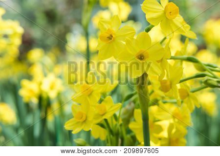 Yellow Daffodil In Park In Spring. Blooming Flower In Garden. Floral Field Meadow. Flora In Springti