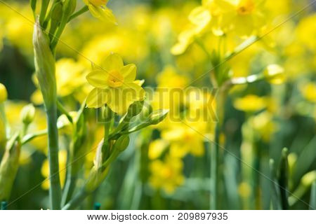 Yellow Daffodil In Park In Spring. Blooming Flower In Garden. Floral Field Meadow. Flora In Springti