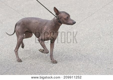 Leverette, a small Italian greyhound, an Italian greyhound, the shortest dog from the Greyhound group. Space under the text. 2018 year of the dog in the eastern calendar Concept: friend, protection, loyalty, vigilance, security