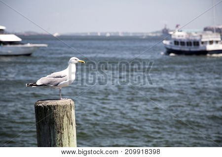 High speed photo of a Common Gull (Larus Canus)
