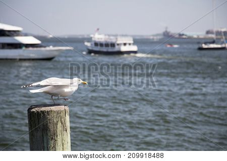 Common Gull (larus Canus)