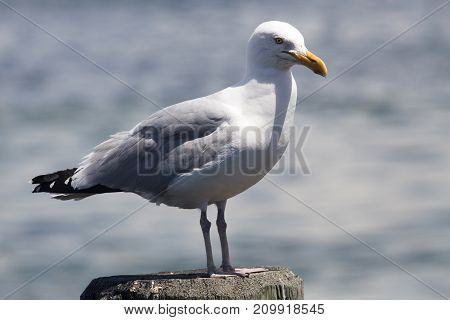 Common Gull (larus Canus)