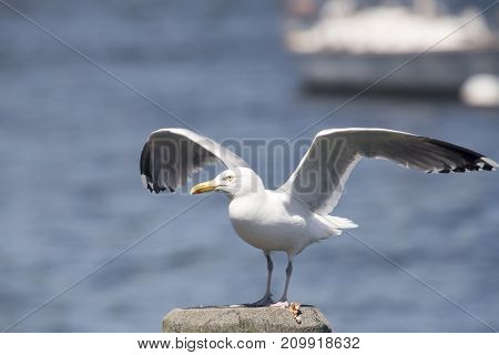 Common Gull (larus Canus)