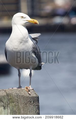 Common Gull (larus Canus)