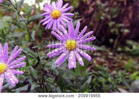 Morning Dew On Chrysanthemums