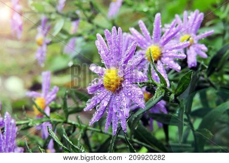 A wet whe wild flower in the morning.
