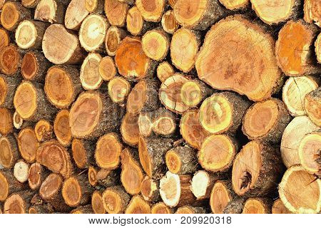 sawn logs and wood prepared for use in construction or heating