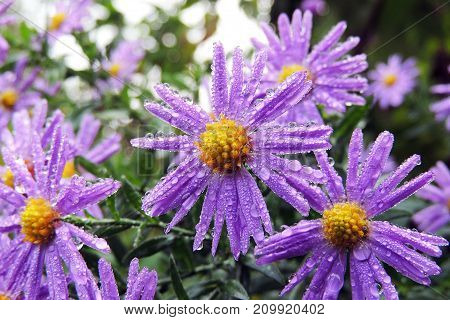 Morning Dew On Chrysanthemums