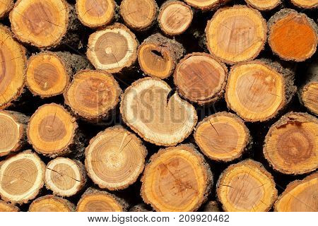 sawn logs and wood prepared for use in construction or heating