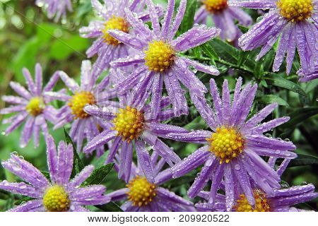 Morning Dew On Chrysanthemums