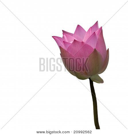 บัวฝรั่งสีชมพู