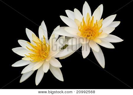 Waterlilies ขาว